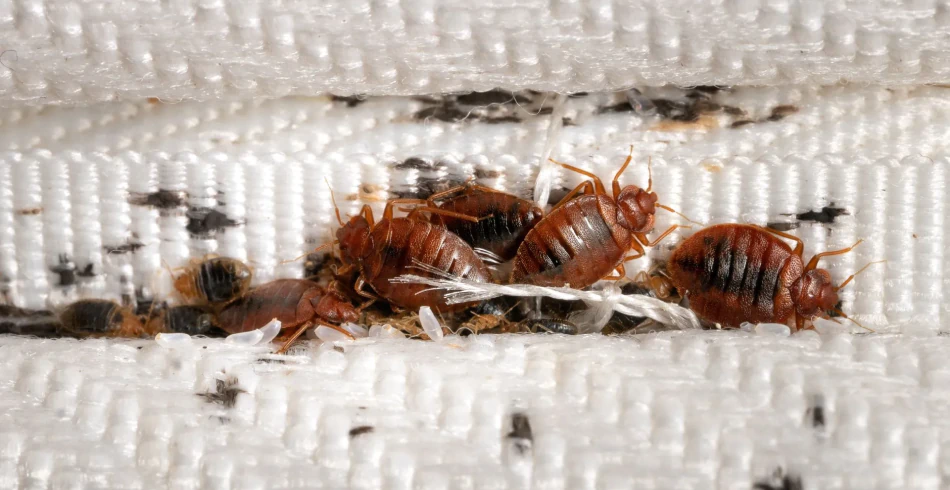 Bed Bugs Bed Bugs