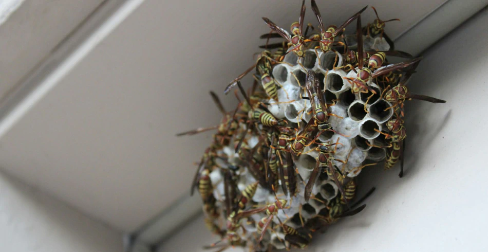 Bees Wasps Hornets