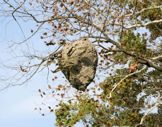 triple h pest services c