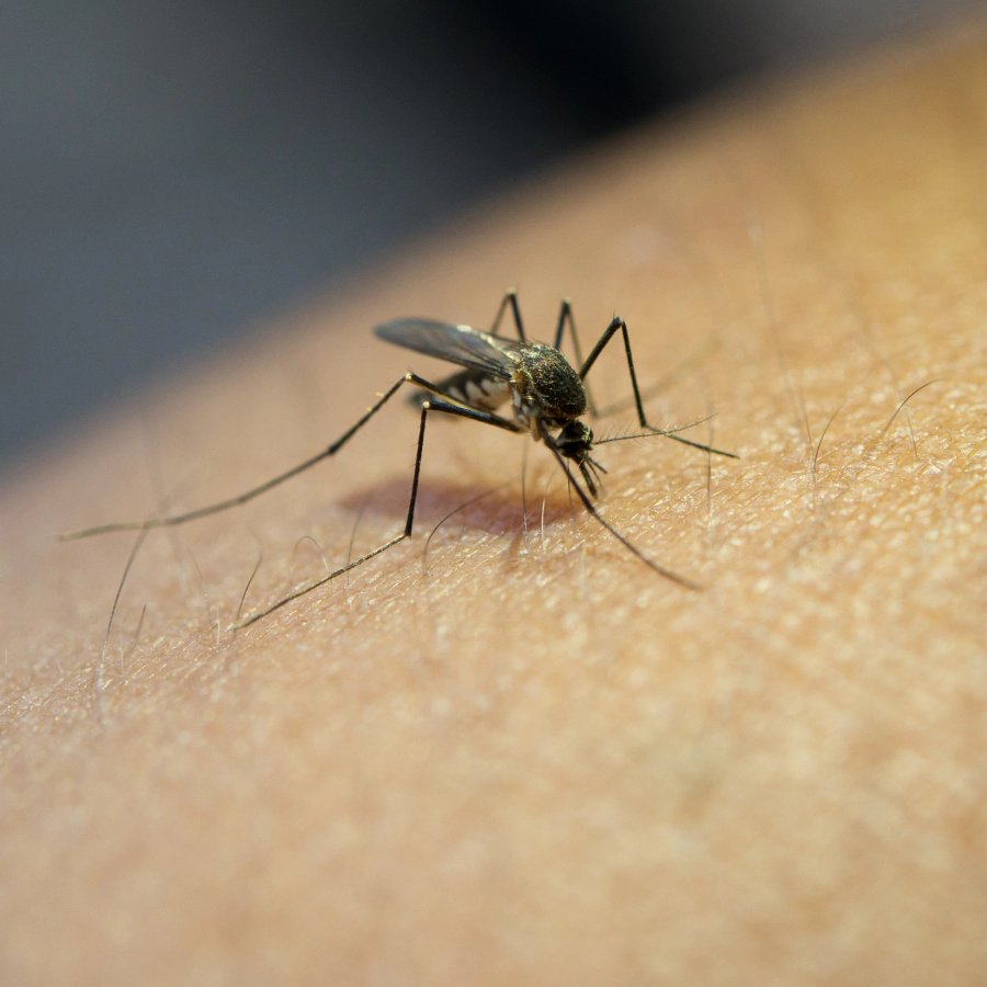 mosquito bites