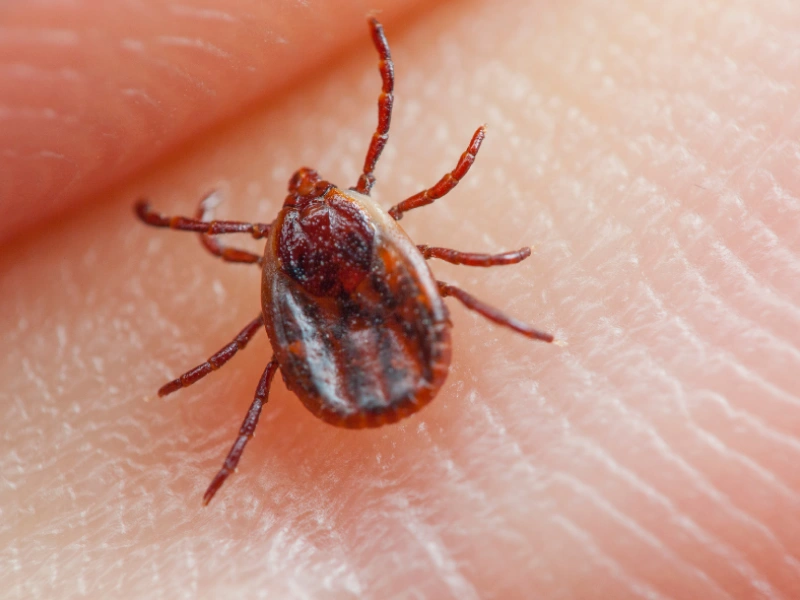 summer pests new jersey stop them early 2
